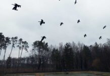 Nalot wodnych wilków na Lasy Wierzchosławickie