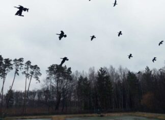 Nalot wodnych wilków na Lasy Wierzchosławickie