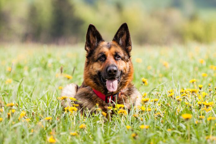 Trening-posłuszeństwa-z-użyciem-szelek Trening posłuszeństwa z użyciem szelek - skuteczne metody dla owczarka niemieckiego
