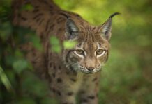 W okolicach Gromnika pojawił się ryś