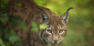 W okolicach Gromnika pojawił się ryś