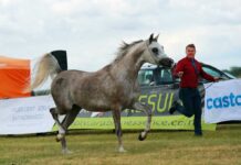 Coraz bliżej pokazu All Polish Arabian Horse Championship