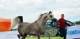 Coraz bliżej pokazu All Polish Arabian Horse Championship
