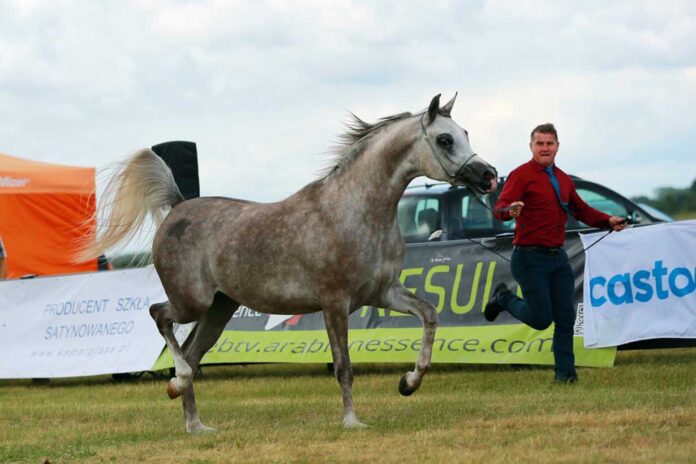 Coraz bliżej pokazu All Polish Arabian Horse Championship