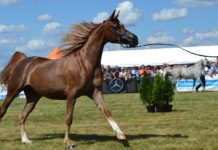 Miasto będzie gospodarzem imprezy wysokiej rangi