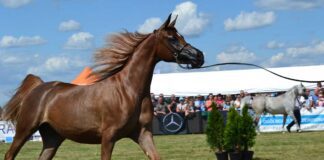 Miasto będzie gospodarzem imprezy wysokiej rangi