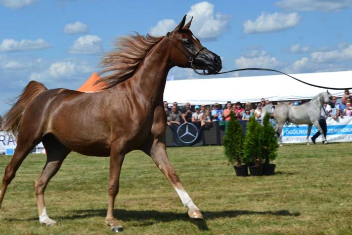 Miasto będzie gospodarzem imprezy wysokiej rangi