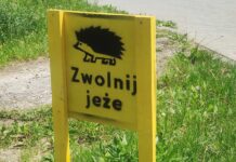 Pod kołami samochodów masowo giną jeże