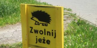 Pod kołami samochodów masowo giną jeże