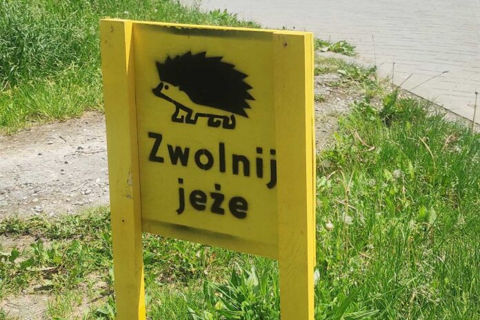 Pod kołami samochodów masowo giną jeże