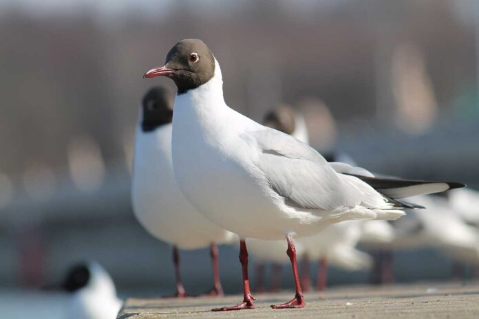 Ptasia grypa nie odpuszcza