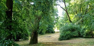 Strawy Park Sanguszków