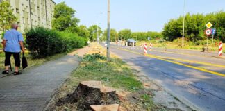 Wycinka drzew Szujskiego