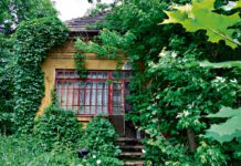 Zarośnięty dom w centrum Tarnowa