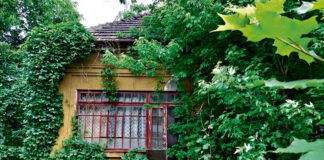 Zarośnięty dom w centrum Tarnowa