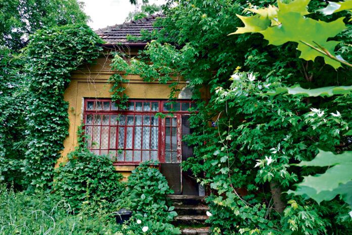 Zarośnięty dom w centrum Tarnowa