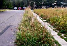 Chaszcze zasłaniają nam drogę - kosić czy nie kosić