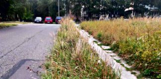 Chaszcze zasłaniają nam drogę - kosić czy nie kosić