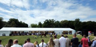 Pokazy koni arabskich