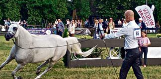 Miliony przeszły Klikowej koło nosa