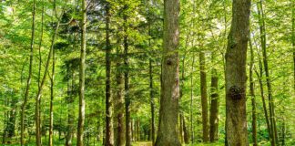 Nadleśnictwo Gromnik kupi las