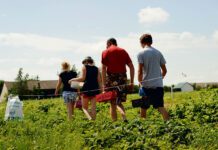 Praca na wakacje - praca przy zbieraniu owoców Tarnów