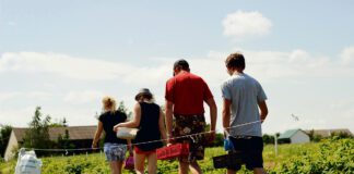 Praca na wakacje - praca przy zbieraniu owoców Tarnów