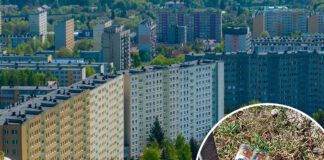 Wakacje to zmora tarnowskich blokowisk