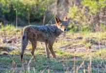 Dzień (bez) szakala Szakal