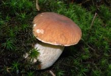 Jak grzyby po deszczu