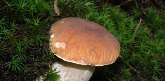 Jak grzyby po deszczu