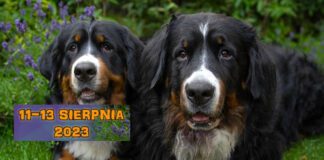 Zjazd Berneńczyków Tarnów 2023