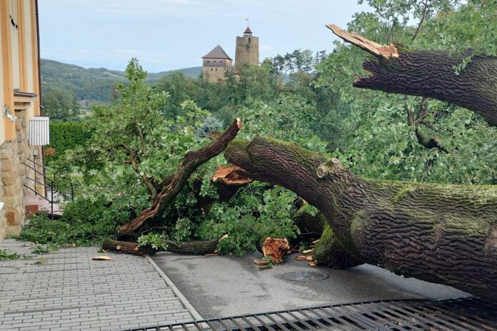 drzewa-Fot OSP Czchów 01 Drzewa