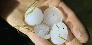 Grad wielkości śliwek