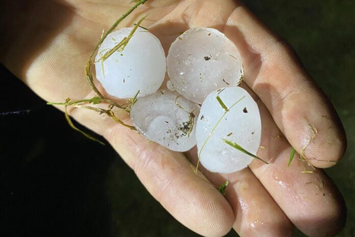 Grad wielkości śliwek