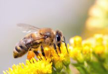 Pszczoła Dzień Pszczoły