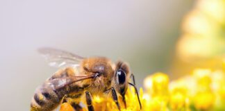 Pszczoła Dzień Pszczoły