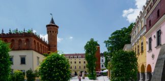 Drzewa na tarnowskiej Starówce