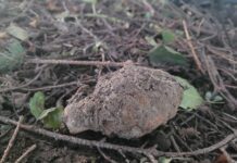 Granat w Pawęzowie, fot. KMP w Tarnowie