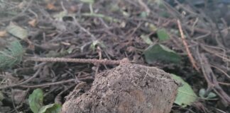 Granat w Pawęzowie, fot. KMP w Tarnowie