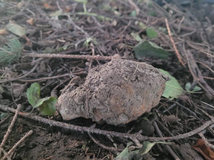 Granat w Pawęzowie, fot. KMP w Tarnowie