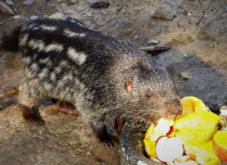 Pakarana branickiego