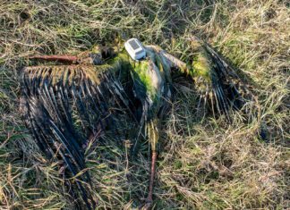 Bociek Bezprym kontra wysokie napięcie-Poszukiwania Bezpryma