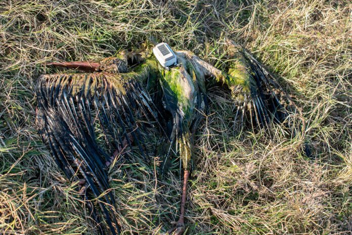 Bociek Bezprym kontra wysokie napięcie-Poszukiwania Bezpryma