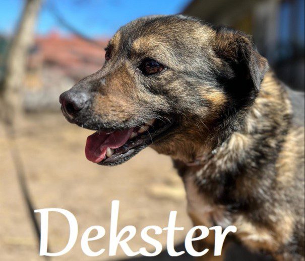 dEKSTER PIES DO ADOPCJI