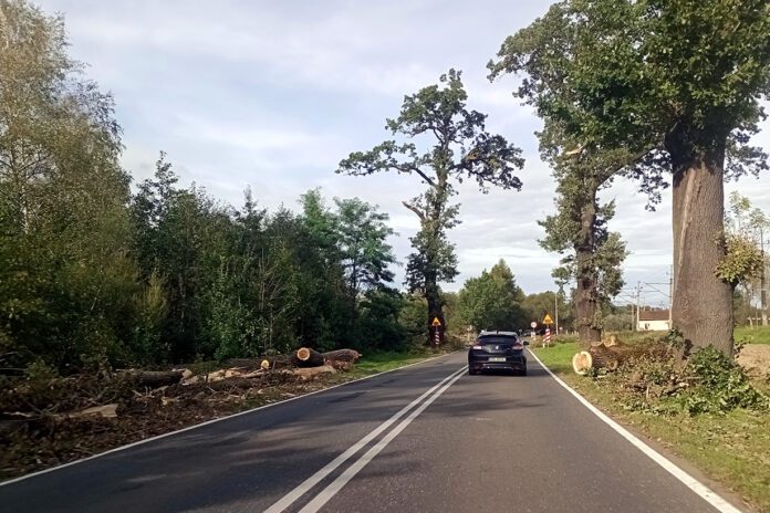 Kilkanaście wiekowych drzew