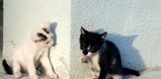 Milo i Riko szukają domu