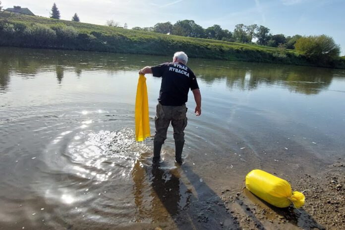 Trwa jesienne zarybianie rzek