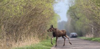 Łosie na szosie-Łoś na drodze zdjęcie ilustracyjne