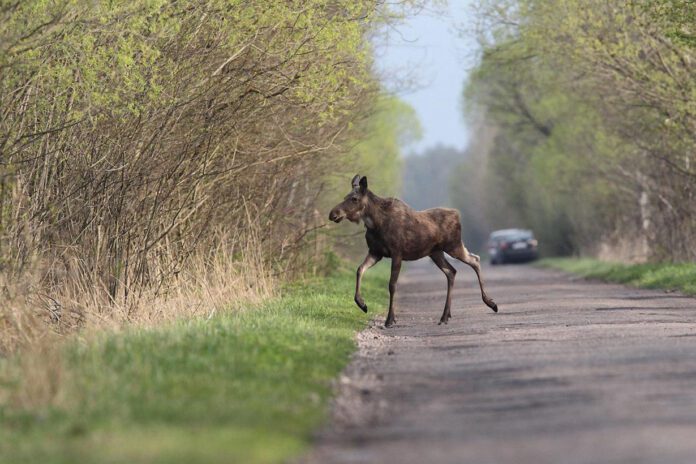 Łosie na szosie-Łoś na drodze zdjęcie ilustracyjne